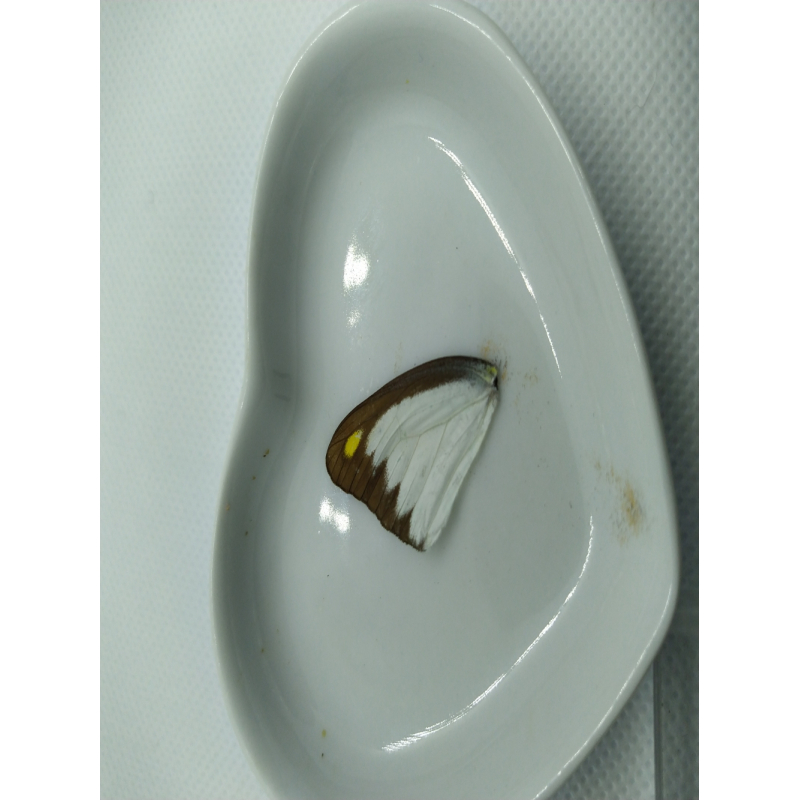 Vlinder vleugel nr 6